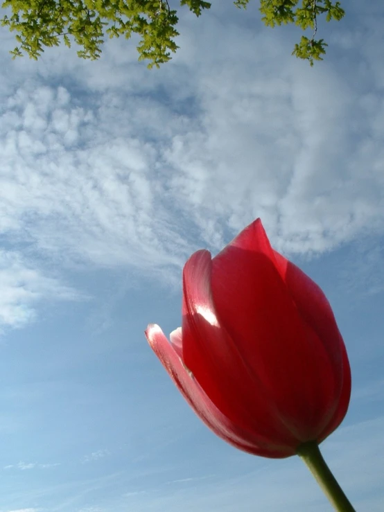 a red flower and a sky with clouds