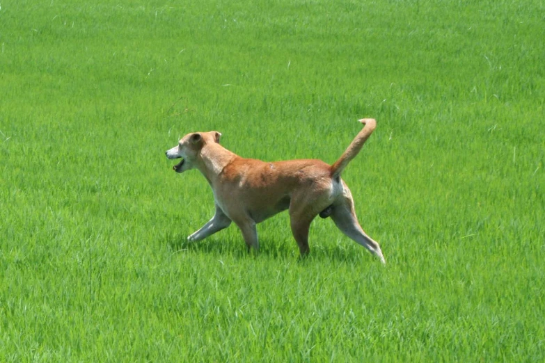 a brown dog running across a green field
