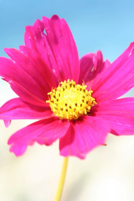 this is a pink flower with a yellow center