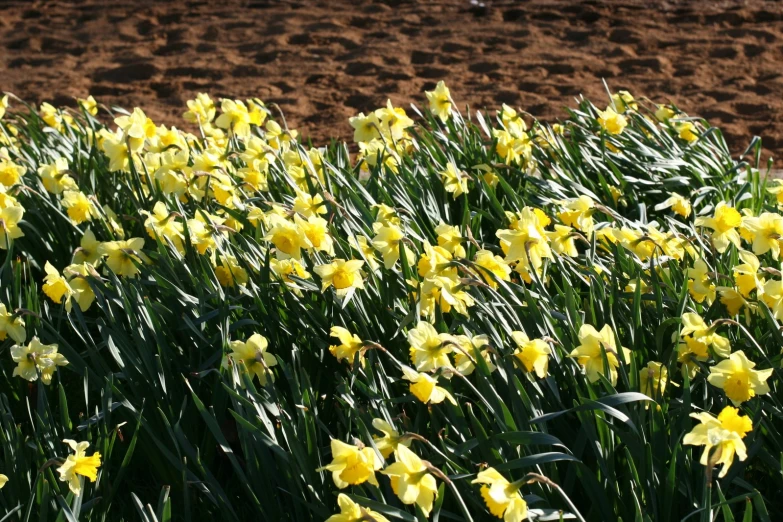 a bunch of yellow flowers in the ground