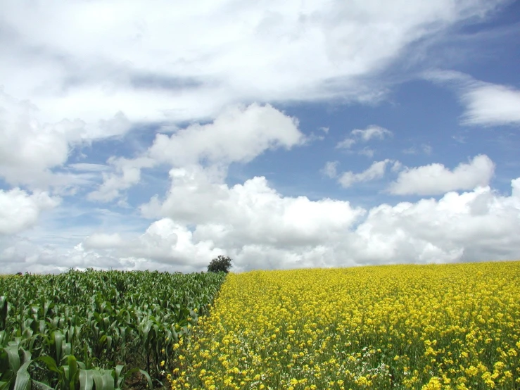 yellow flowers grow on the side of a green field