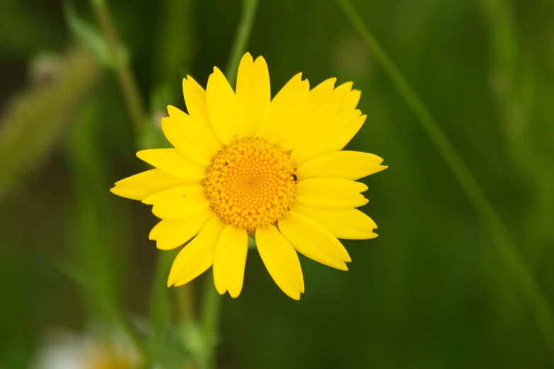 the large yellow flower has a big center