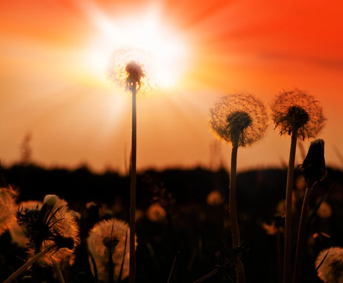 a group of dandelions in front of the sun on a sunset