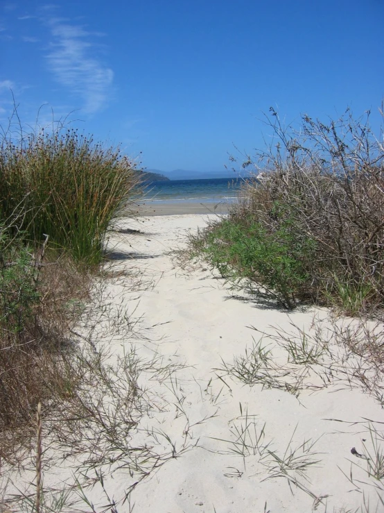 the beach has some very thin weeds around it