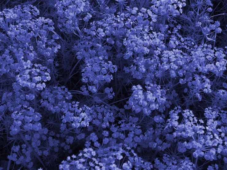 a beautiful bouquet of purple wild flowers with dark background