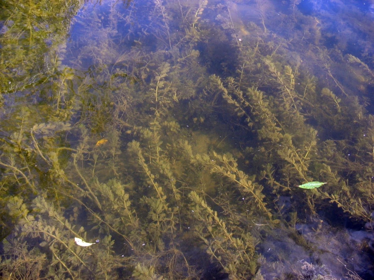 algaes cover the water in a shallow stream