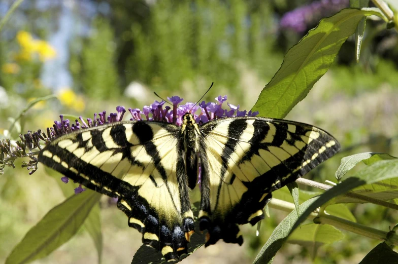 the large tiger erfly is resting on a flower