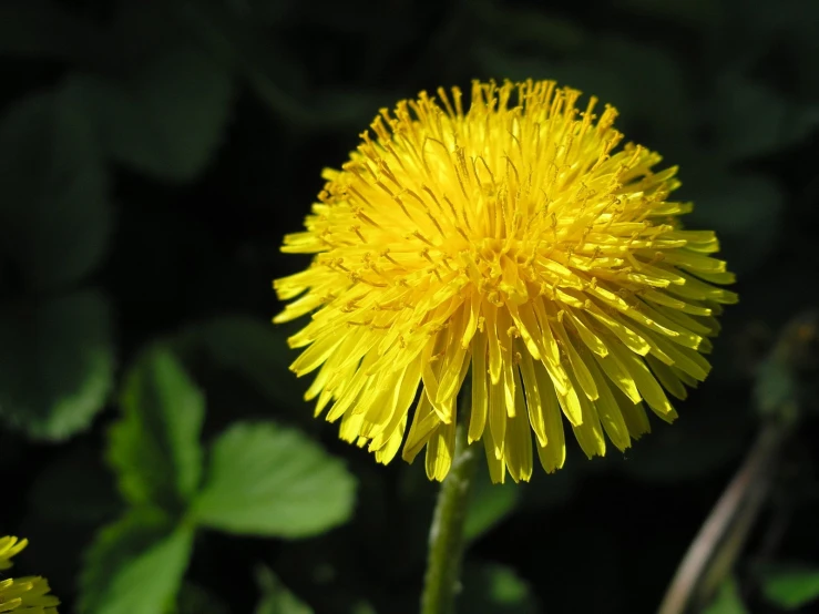 a dandelion blooming in a garden with a black background