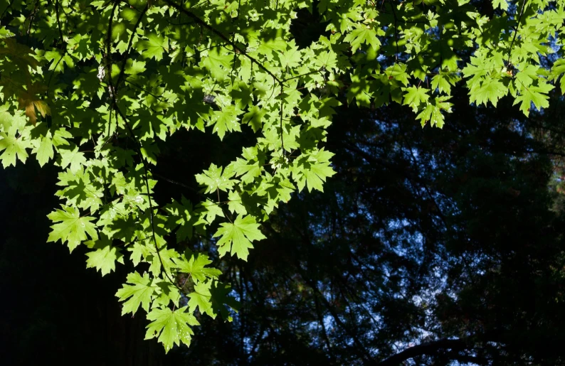 green leaves are hanging above and beyond the tree line