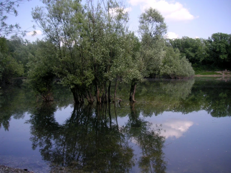 trees are reflected in the water of a lake