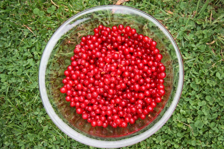 the red berries are in the bowl on the grass