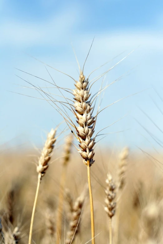 a field of wheat is ready for harvest