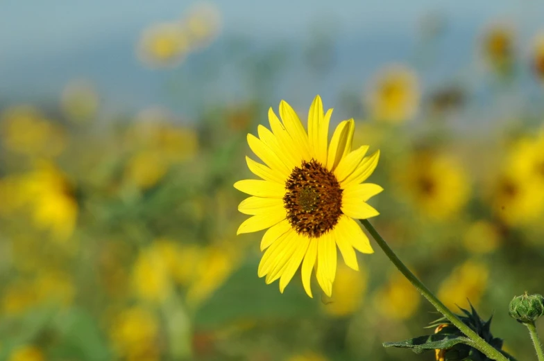 the flower is blooming in the wild and has brown tips