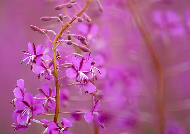 a closeup s of purple flower with blurred background