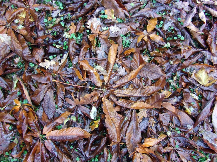 there is a lot of leaf litter in the woods