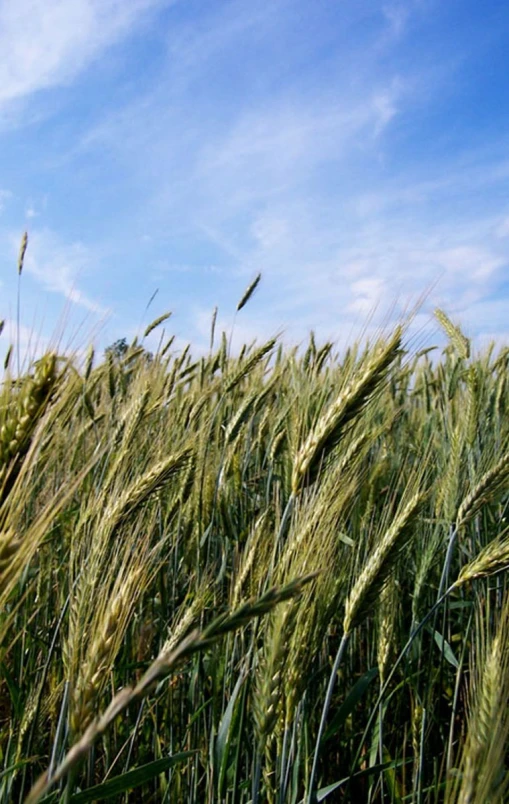 a field full of tall, green grass under a blue sky