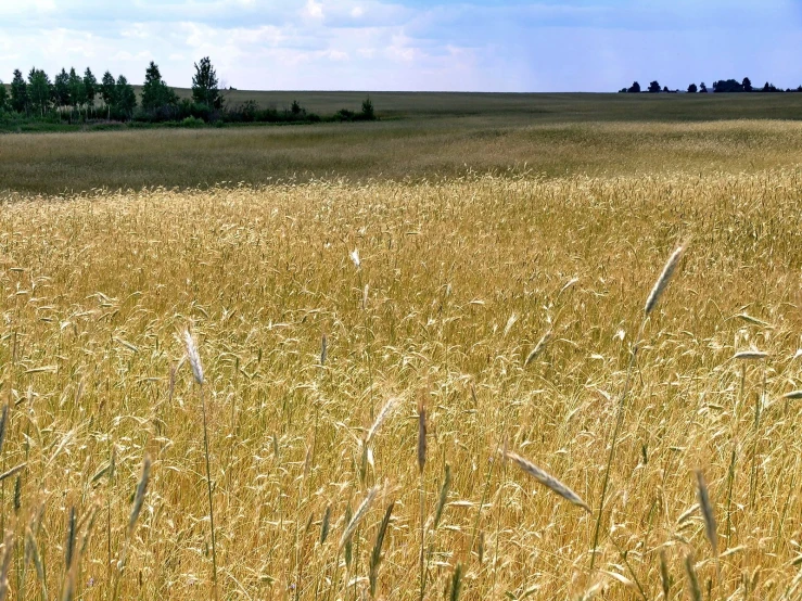 a beautiful view of a field of high grass