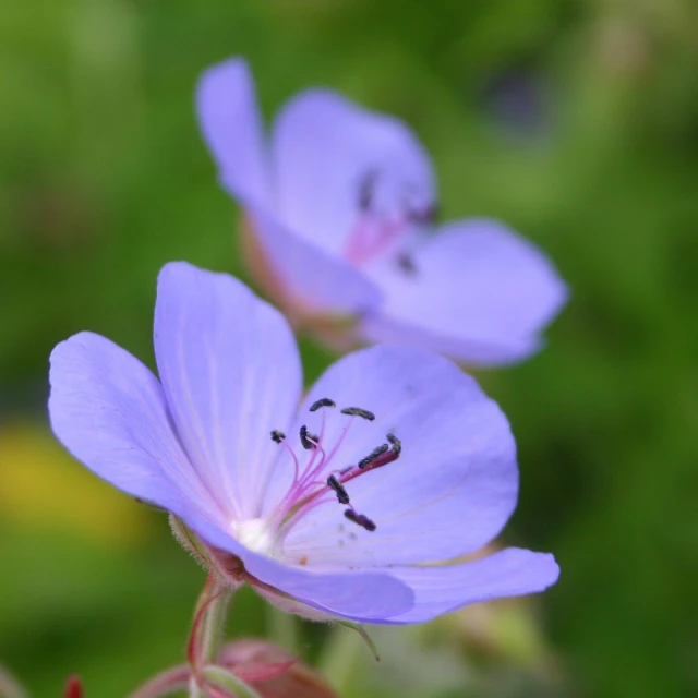 small purple flowers that look very wilted but have tiny stigmas