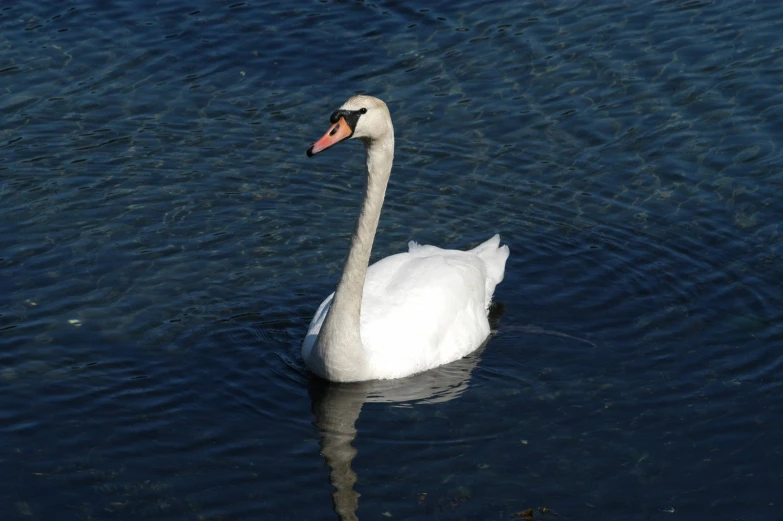 a white swan floating on top of a lake