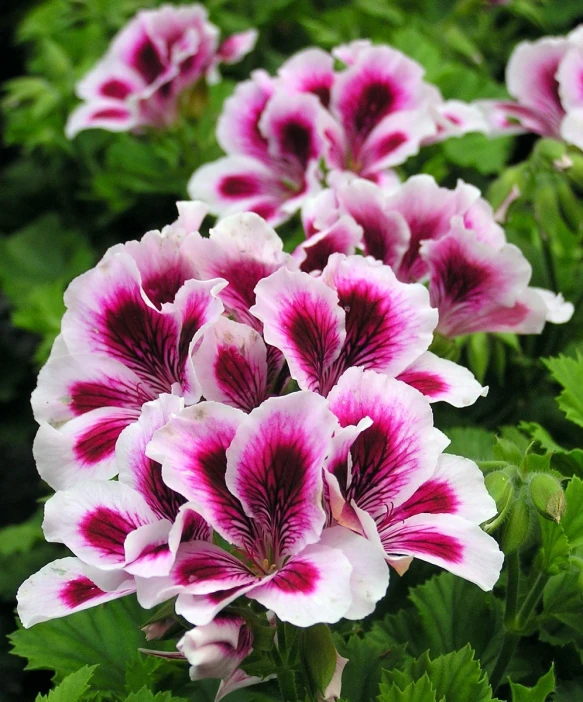 pink and white flowers with green leaves in bloom