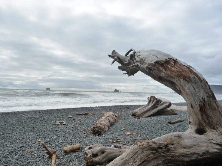 there is an old log and some sand