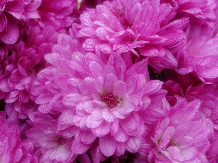 close up view of pink flowers covered in water droplets