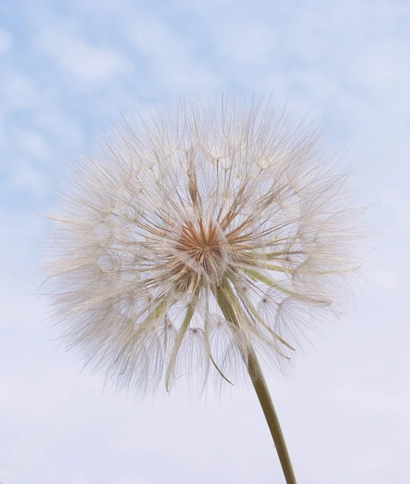 a dandelion is blown in the wind on a clear day