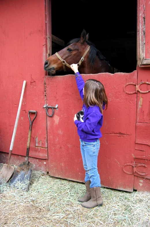 girl in a purple jacket touching the window to a horse