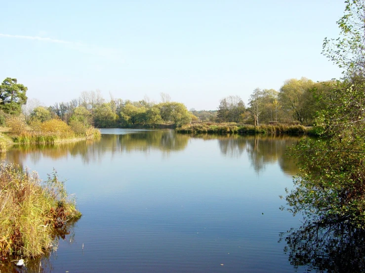 a pond that is surrounded by forest area