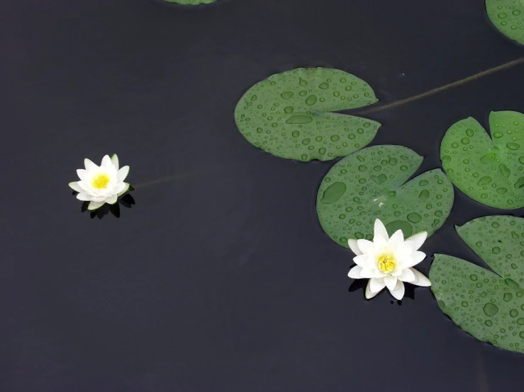 two white flowers that are sitting in the water