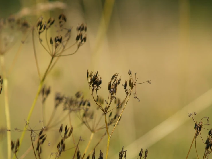 the weeds are wilting in the field with light colored background