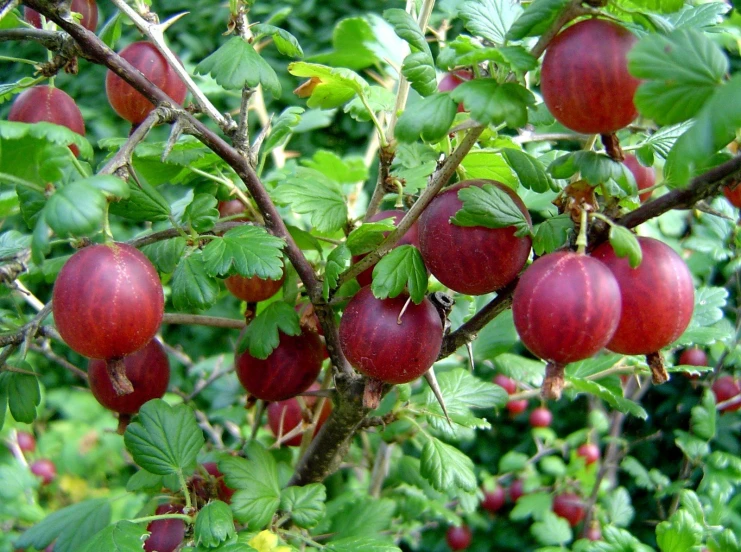 a group of apples hanging from a tree