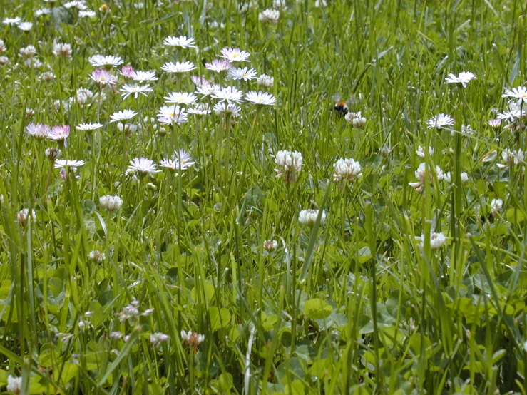 the green grass and the flowers is full of daisies