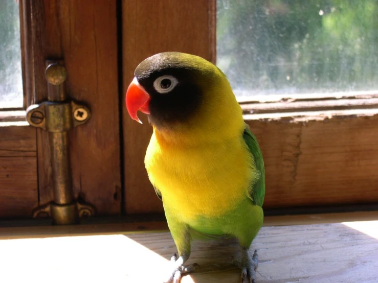 yellow and green parrot stands on a ledge in front of a door