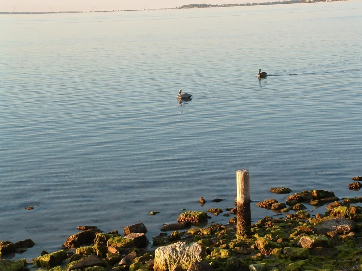 a couple of ducks swimming on top of a body of water