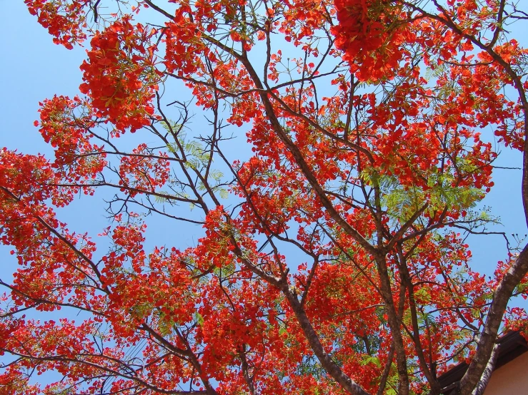 orange leaves of tree with blue sky in background