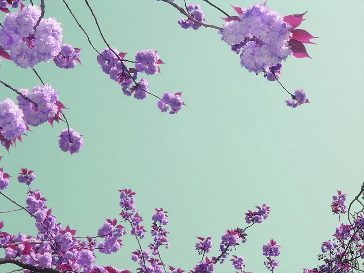 purple flowers are blooming on the tree outside