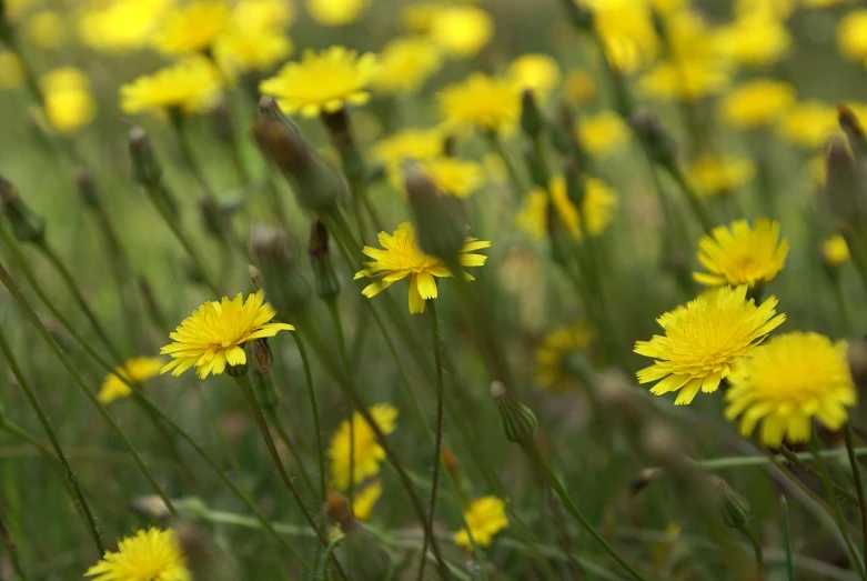 yellow flowers grow in a field of grass