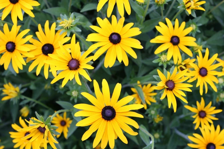 a lot of yellow flowers in a field