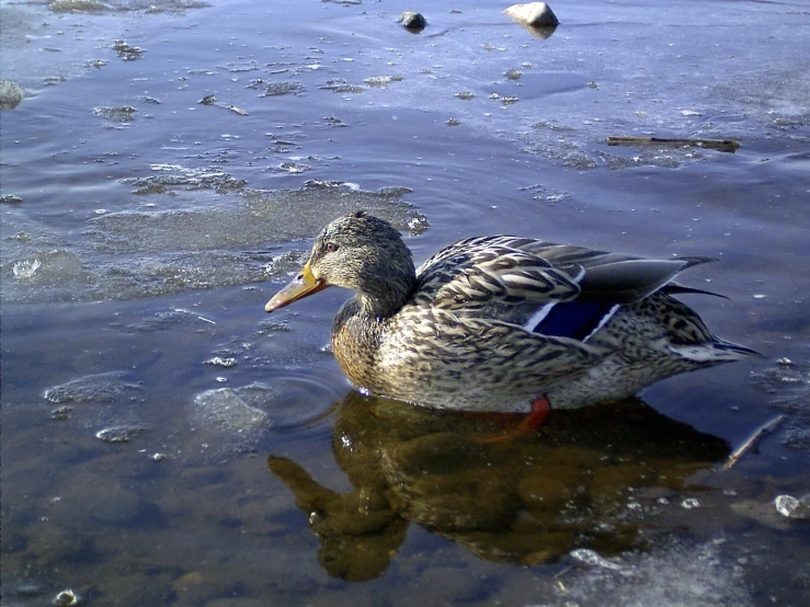 a duck floating in some water with bubbles