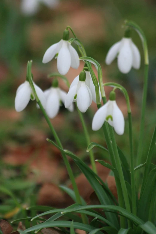 the white flowers are growing in the green grass