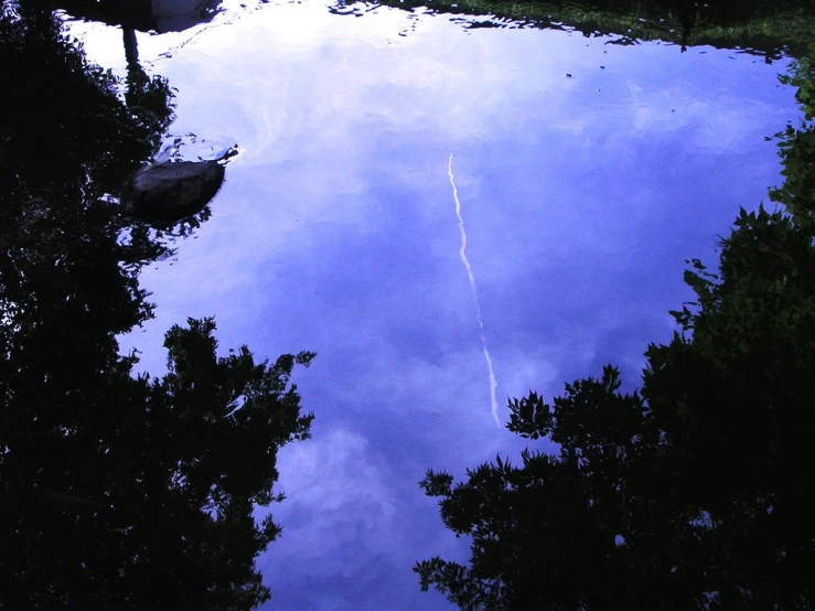 the reflection of trees in a small dle of water