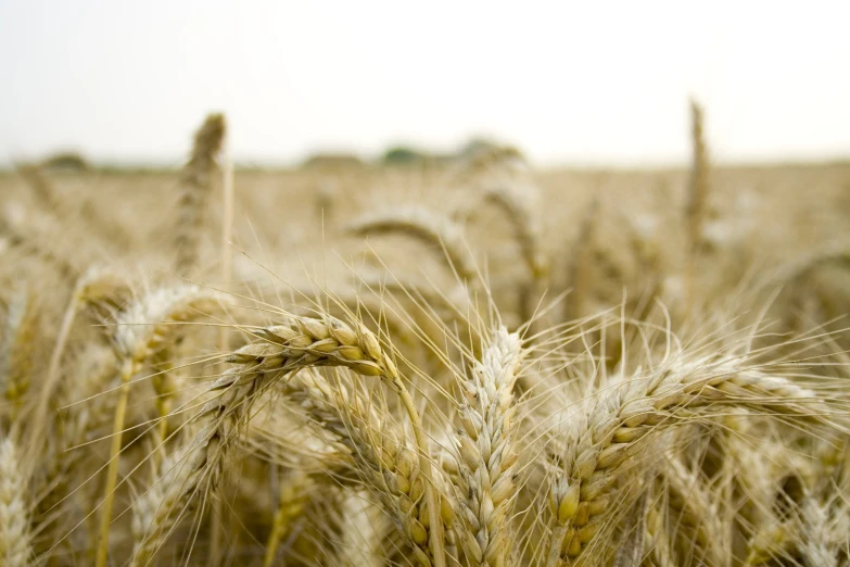 a group of wheat plants on the ground