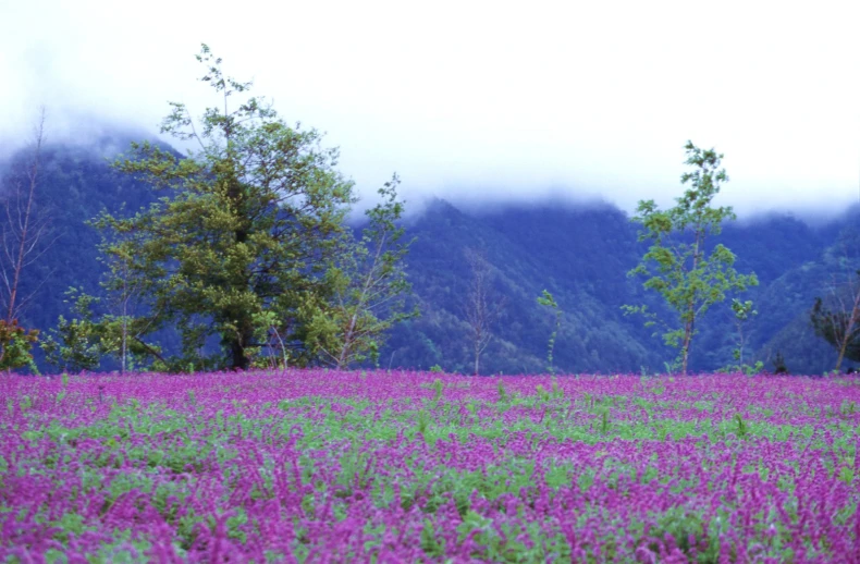 a field full of purple flowers with trees in the background