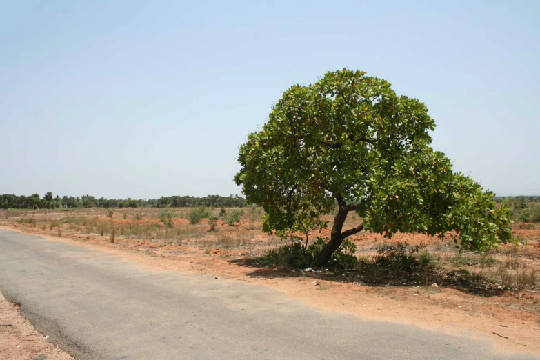 the large tree is next to a lone road