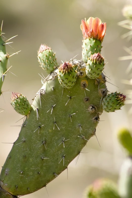 the tiny cactus has just spiked its leaves