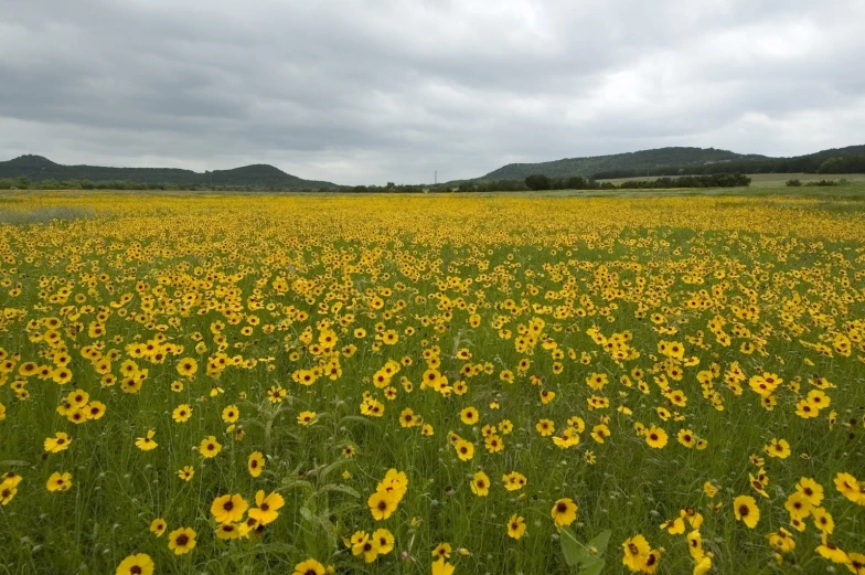 a field full of lots of yellow flowers