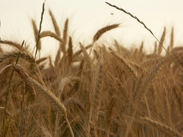 a bird is perched on some tall grass