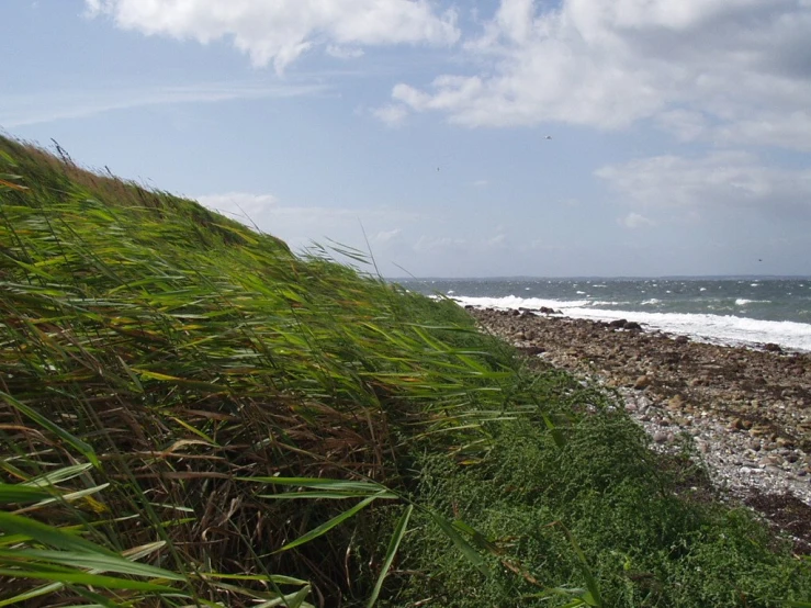 this is a picture of a beach and a cliff