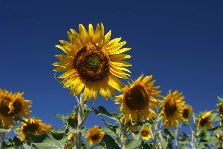 a field of yellow sunflowers on a sunny day